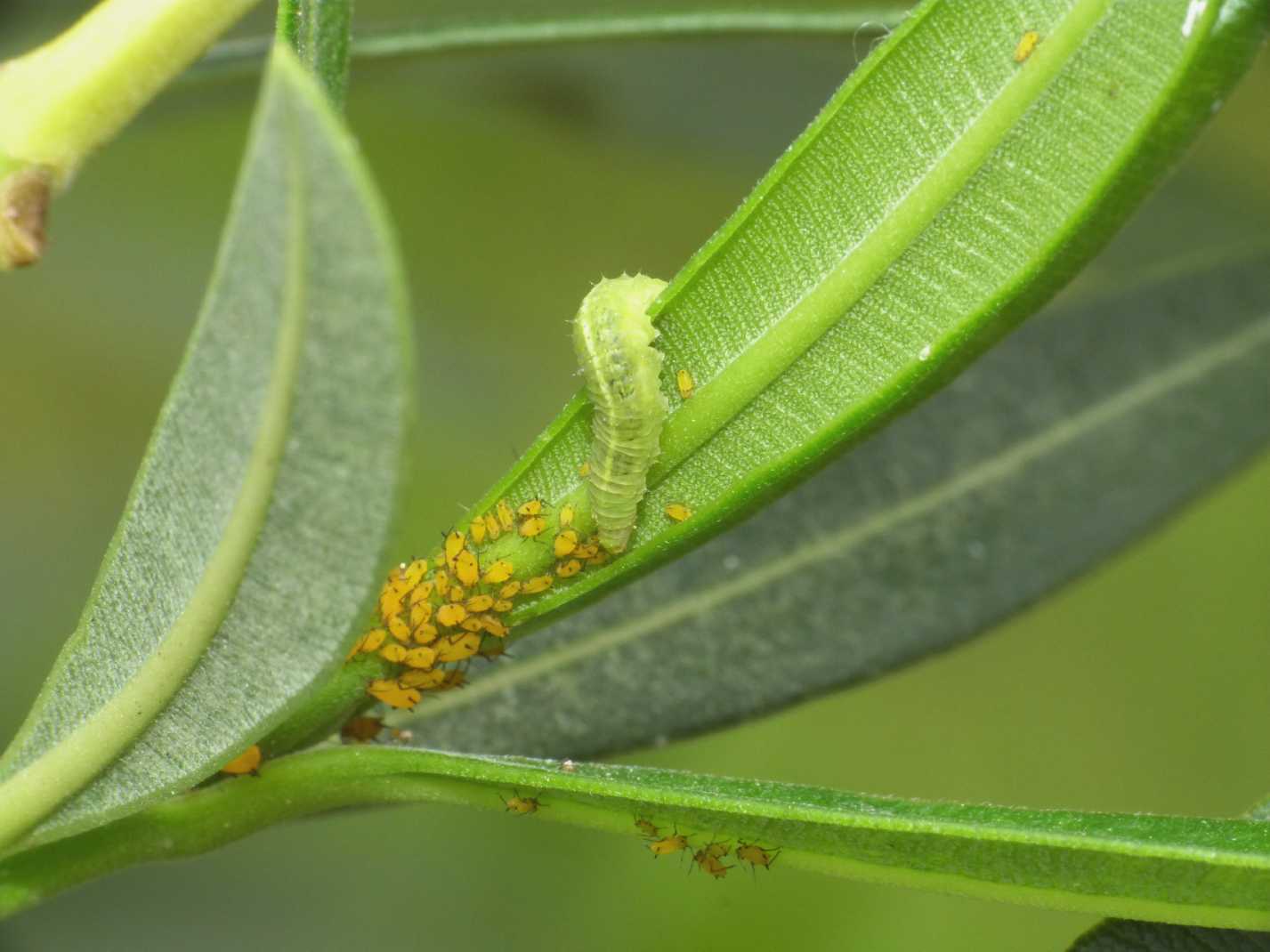 Larva di Syrphide che mangia afidi